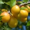 Oullins Golden Gage Plum Tree -Outdoor Plant Store FRU0112 4