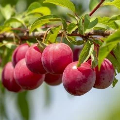 Mini Orchard Collection | Apple, Cherry & Plum -Outdoor Plant Store FRU0113 1 84fbd27e ac86 49ba 8ce4 64832a2c9334