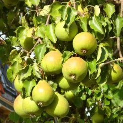 Williams Bon Chrétien Pear Tree -Outdoor Plant Store FRU0122 4