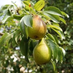 Williams Bon Chrétien Pear Tree -Outdoor Plant Store FRU0122 5