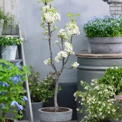 Doyenné Du Comice Pear Tree 11 Doyenné Du Comice Pear Tree -Outdoor Plant Store FRU0124 4