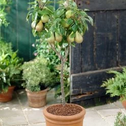 Mini Orchard Collection | Cherry, Pear & Plum Trees 15 Mini Orchard Collection | Cherry, Pear & Plum Trees -Outdoor Plant Store FRU0126 4 f7cf4d55 9ee1 4d19 bbf7 c29c16b27551