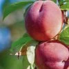 Red Haven Peach Tree -Outdoor Plant Store FRU0132 1