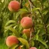 Peregrine Peach Tree 2 Peregrine Peach Tree -Outdoor Plant Store FRU0133 1