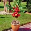 Madame Blanchet Patio Nectarine Tree -Outdoor Plant Store FRU0139 1