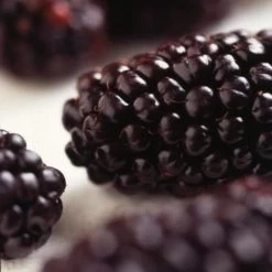 Repsime Mulberry Tree -Outdoor Plant Store FRU0143 2