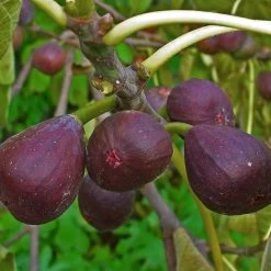 3 Super Easy To Grow Fruit Trees | Apple, Fig & Plum -Outdoor Plant Store FRU0148 1 a40cf121 4467 400e 880f 5610c172c7f5