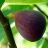 Osborne's Prolific Fig Tree -Outdoor Plant Store FRU0153 1
