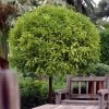 Seville Orange Tree 'Bigaradier' | Grafted Mini-Stem -Outdoor Plant Store FRU0168 1