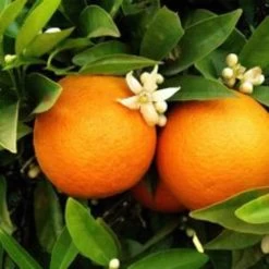 Seville Orange Tree 'Bigaradier' | Grafted Mini-Stem -Outdoor Plant Store FRU0168 3