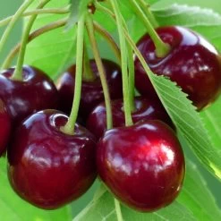 Cross-Pollinating Cherry Collection | Kordia, Merchant & Regina -Outdoor Plant Store FRU0169 1 16a3db26 3dba 478f 87de 717a01b79e92