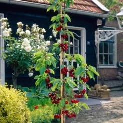 Sunburst Cherry Tree 13 Sunburst Cherry Tree -Outdoor Plant Store FRU0169 3