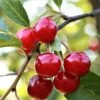 Summer Sun Cherry Tree 2 Summer Sun Cherry Tree -Outdoor Plant Store FRU0172 1