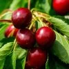 Morello Cherry Tree 1 Morello Cherry Tree -Outdoor Plant Store FRU0178 1