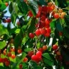 May Duke Cherry Tree -Outdoor Plant Store FRU0179 1