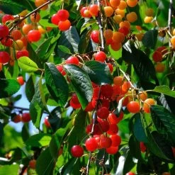 May Duke Cherry Tree -Outdoor Plant Store FRU0179 2