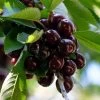 Kordia Cherry Tree 1 Kordia Cherry Tree -Outdoor Plant Store FRU0183 1