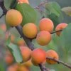 Tomcot Apricot Tree -Outdoor Plant Store FRU0187 1