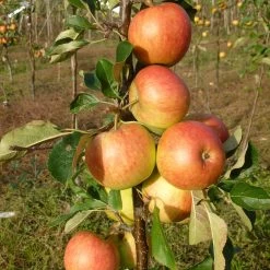 James Grieve Apple Tree | Dwarf Rootstock -Outdoor Plant Store FRU0198 2