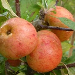 Sunset Apple Tree -Outdoor Plant Store FRU0204 2