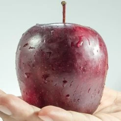 Spartan Apple Tree -Outdoor Plant Store FRU0207 1