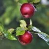 Spartan Apple Tree 2 Spartan Apple Tree -Outdoor Plant Store FRU0207 3