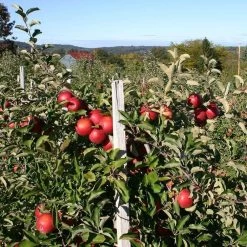 Scrumptious® Apple Tree -Outdoor Plant Store FRU0209 2