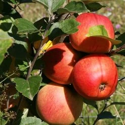 Scrumptious® Apple Tree -Outdoor Plant Store FRU0209 3