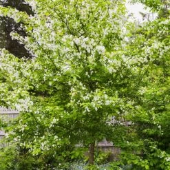 Red Windsor® Apple Tree -Outdoor Plant Store FRU0210 5