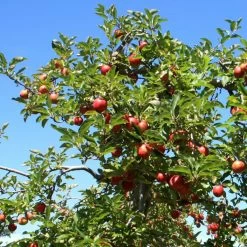 Red Windsor® Apple Tree -Outdoor Plant Store FRU0210 6