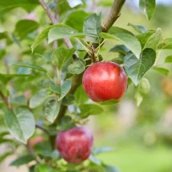 Red Windsor® Apple Tree -Outdoor Plant Store FRU0210 7