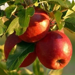 Endless Apples Collection | Scrumptious, Braeburn Hillwell, James Grieve & Red Windsor -Outdoor Plant Store FRU0211 1 ae69a14f 1ac4 4185 94af 68f2d89857c1