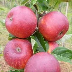 Red Windsor® Apple Tree -Outdoor Plant Store FRU0211 2