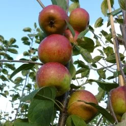 Laxton's Superb Apple Tree 9 Laxton's Superb Apple Tree -Outdoor Plant Store FRU0215 2