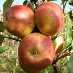 Laxton's Superb Apple Tree 10 Laxton's Superb Apple Tree -Outdoor Plant Store FRU0215 3