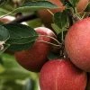 Katy Apple Tree -Outdoor Plant Store FRU0217 2
