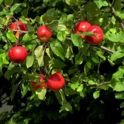 Katy Apple Tree -Outdoor Plant Store FRU0217 4