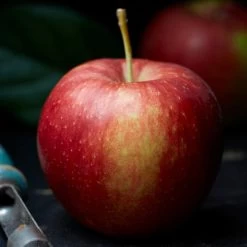 Jonagold Apple Tree -Outdoor Plant Store FRU0219 2