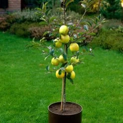 Golden Delicious Apple Tree -Outdoor Plant Store FRU0228 3