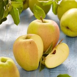 Golden Delicious Apple Tree -Outdoor Plant Store FRU0229 2