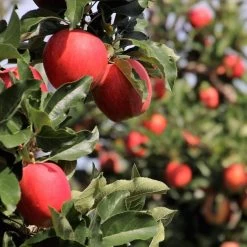 Cross-Pollinating Apple Collection | Bramley, Gala & Discovery -Outdoor Plant Store FRU0231 2 ea81a02d 2b01 4eb9 bed7 0ad6a5be1a1e