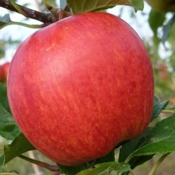 Cross-Pollinating Apple Collection | Bramley, Gala & Discovery -Outdoor Plant Store FRU0231 3 1974466d 8093 4011 b01d 60c162cc7ccd
