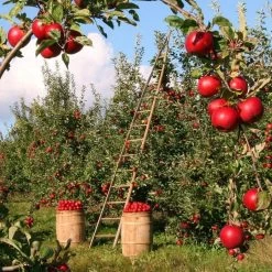 Fiesta Apple Tree -Outdoor Plant Store FRU0233 2