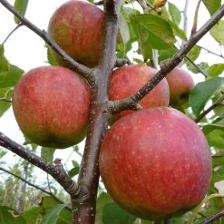 Falstaff Apple Tree -Outdoor Plant Store FRU0235 1