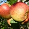 Falstaff Apple Tree -Outdoor Plant Store FRU0235 3
