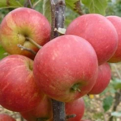 Elstar Apple Tree -Outdoor Plant Store FRU0239 2
