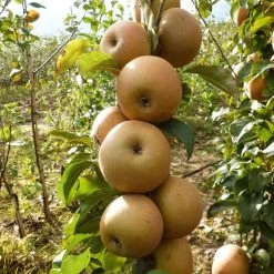 Best Apple Trees For Any Purpose | Growers' Choice -Outdoor Plant Store FRU0241 1 c43ea40e e824 4bf5 b169 8efa7582996d