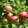 'Discovery' Semi-Dwarf Apple Tree -Outdoor Plant Store FRU0242 4