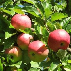 3 Super Easy To Grow Fruit Trees | Apple, Fig & Plum -Outdoor Plant Store FRU0242 4 01c16f68 dc73 45ca a14e d99d9c1fc13c
