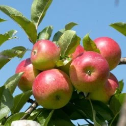 Cross-Pollinating Apple Collection | Bramley, Gala & Discovery -Outdoor Plant Store FRU0243 1 15ec1a5b 1906 4911 bd4c 19e8b2d68520